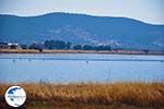 Bay Kalloni Lesbos | Greece | Greece  1 - Photo GreeceGuide.co.uk