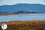 Bay Kalloni Lesbos | Greece | Greece  3 - Photo GreeceGuide.co.uk