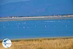 Bay Kalloni Lesbos | Greece | Greece  5 - Photo GreeceGuide.co.uk