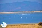 Bay Kalloni Lesbos | Greece | Greece  8 - Photo GreeceGuide.co.uk