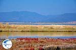 Bay Kalloni Lesbos | Greece | Greece  16 - Photo GreeceGuide.co.uk